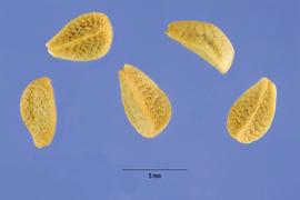   Seeds:   Menodora scabra ; Photo by S. Hurst, USDA-NRCS Plants Database
